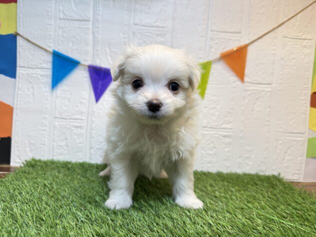 新潟県のハーフ犬・ミックス犬 (アミーゴ新潟小新店/2026年1月29日生まれ/男の子/ホワイト)の子犬