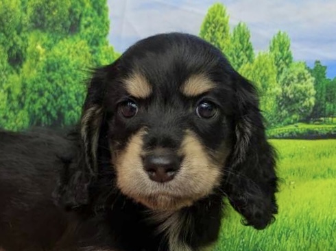 和歌山県のミニチュアダックスフンド(ロング) (アミーゴ和歌山太田店/2026年2月22日生まれ/男の子/ブラックイエロー)の子犬