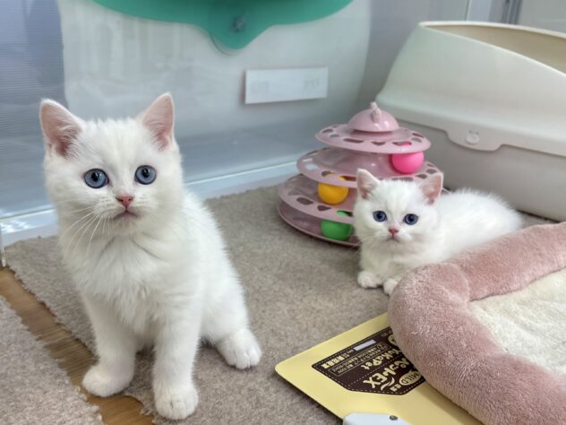 和歌山県のマンチカン (アミーゴ和歌山太田店/2026年2月24日生まれ/男の子/ホワイト)の子猫の4枚目の画像