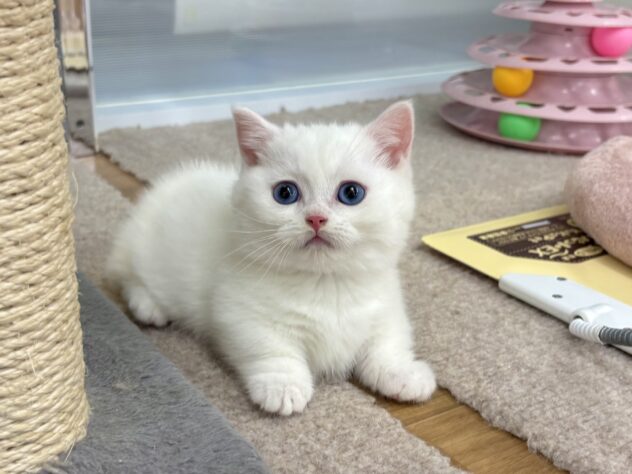 和歌山県のマンチカン (アミーゴ和歌山太田店/2026年2月24日生まれ/男の子/ホワイト)の子猫の2枚目の画像