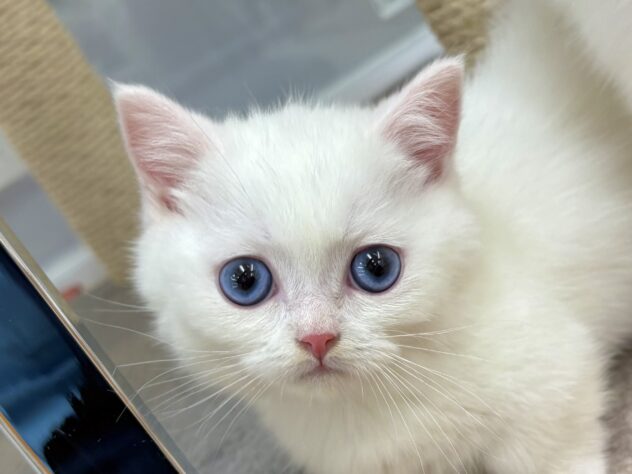 和歌山県のマンチカン (アミーゴ和歌山太田店/2026年2月24日生まれ/男の子/ホワイト)の子猫の1枚目の画像