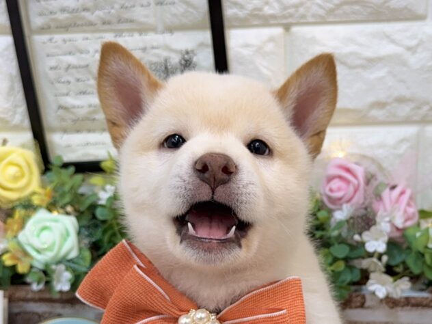 兵庫県の柴犬(標準サイズ) (ワンキャラット アミーゴ姫路花田店/2026年1月31日生まれ/男の子/白)の子犬の4枚目の画像