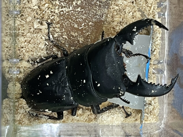 【スマトラヒラタクワガタ♂️97㎜♀49㎜ペア】 先行予約】 スマトラオオヒラタクワガタ成虫ペア（オスサイズ70mm