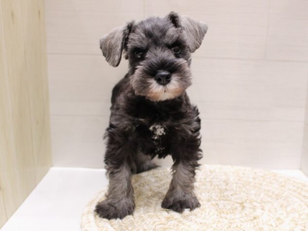 大阪府のミニチュアシュナウザー (ペット・プラザ アミーゴ箕面店/2026年2月18日生まれ/男の子/ソルトペッパー)の子犬の1枚目の画像