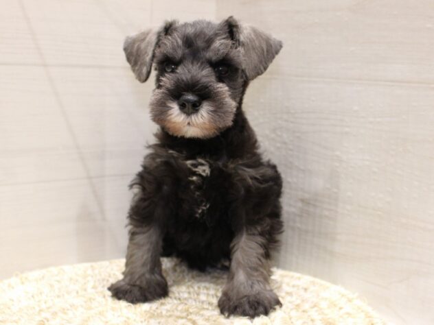 大阪府のミニチュアシュナウザー (ペット・プラザ アミーゴ箕面店/2026年2月18日生まれ/男の子/ソルトペッパー)の子犬の3枚目の画像