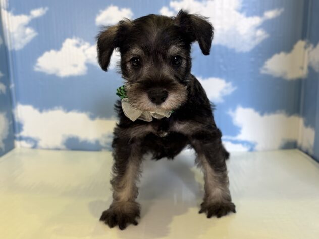 山形県のミニチュアシュナウザー (アミーゴ山形北店/2026年2月16日生まれ/男の子/ソルトペッパー)の子犬