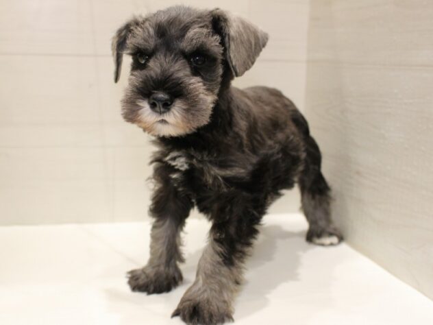 大阪府のミニチュアシュナウザー (ペット・プラザ アミーゴ箕面店/2026年2月18日生まれ/男の子/ソルトペッパー)の子犬の2枚目の画像