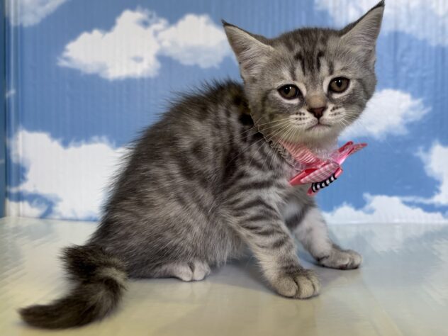 山形県のミヌエット (アミーゴ山形北店/2026年2月16日生まれ/女の子/その他色)の子猫