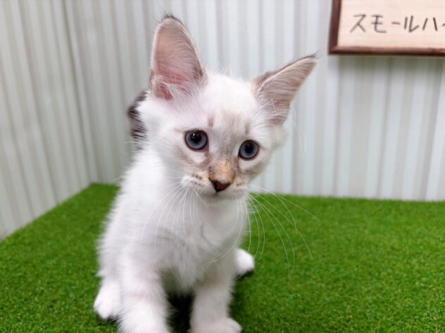 岡山県のサイベリアン (アミーゴ倉敷店/2026年2月14日生まれ/男の子/シールリンクスポイント)の子猫の2枚目の画像