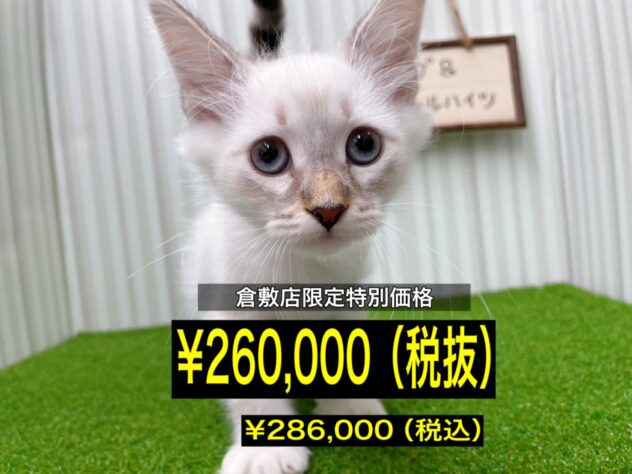 岡山県のサイベリアン (アミーゴ倉敷店/2026年2月14日生まれ/男の子/シールリンクスポイント)の子猫の1枚目の画像