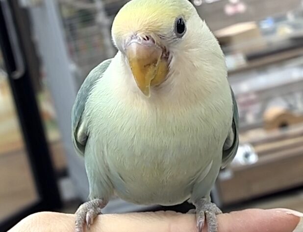 コザクラインコ シーグリーン(淡め) | ペットワールド アミーゴ