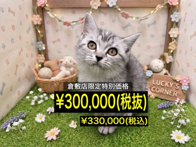 岡山県のマンチカン (アミーゴ倉敷店/2026年1月13日生まれ/女の子/シルバーマッカレルタビー)の子猫