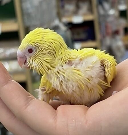 セキセイインコ ルチノー | ペットワールド アミーゴ