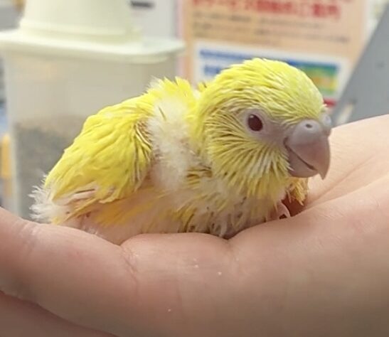 セキセイインコ ルチノー | ペットワールド アミーゴ