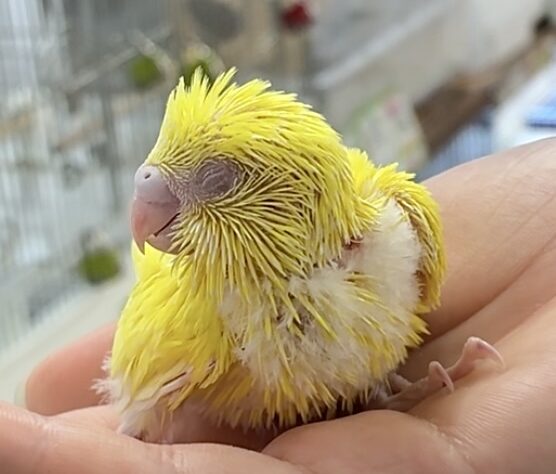 セキセイインコ ルチノー | ペットワールド アミーゴ