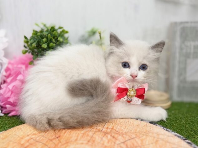 香川県のラグドール (ワンキャラット アミーゴ高松店/2026年1月28日生まれ/女の子/ブルーポイントバイカラー)の子猫の2枚目の画像