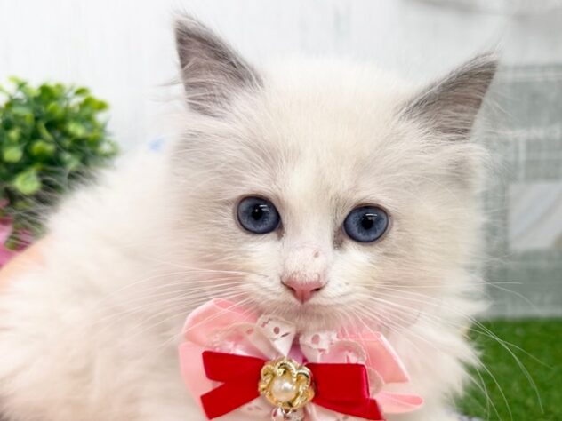 香川県のラグドール (ワンキャラット アミーゴ高松店/2026年1月28日生まれ/女の子/ブルーポイントバイカラー)の子猫