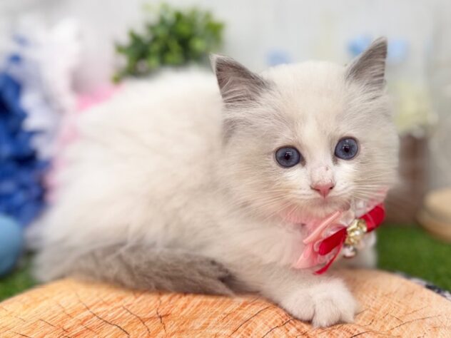 香川県のラグドール (ワンキャラット アミーゴ高松店/2026年1月28日生まれ/女の子/ブルーポイントバイカラー)の子猫の3枚目の画像