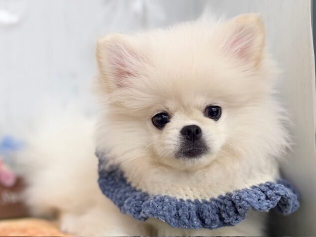 香川県のハーフ犬・ミックス犬 (ワンキャラット アミーゴ高松店/2025年11月9日生まれ/男の子/ホワイト)の子犬の1枚目の画像