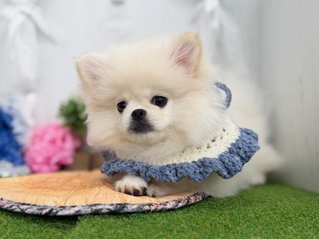 香川県のハーフ犬・ミックス犬 (ワンキャラット アミーゴ高松店/2025年11月9日生まれ/男の子/ホワイト)の子犬の2枚目の画像