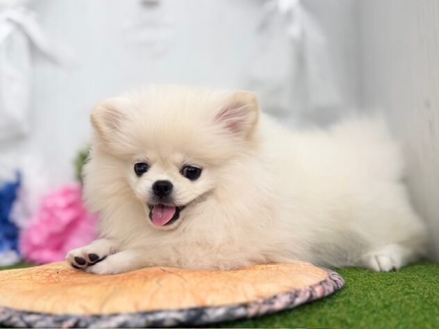 香川県のハーフ犬・ミックス犬 (ワンキャラット アミーゴ高松店/2025年11月9日生まれ/男の子/ホワイト)の子犬の3枚目の画像