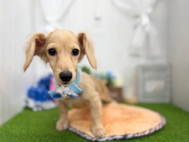 香川県のカニンヘンダックスフンド(ロング) (ワンキャラット アミーゴ高松店/2025年11月25日生まれ/男の子/イエロー)の子犬の2枚目の画像