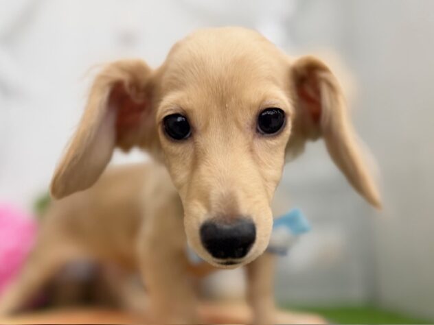 香川県のカニンヘンダックスフンド(ロング) (ワンキャラット アミーゴ高松店/2025年11月25日生まれ/男の子/イエロー)の子犬の1枚目の画像