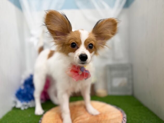 香川県のパピヨン (ワンキャラット アミーゴ高松店/2025年10月23日生まれ/男の子/ホワイトレッド)の子犬の2枚目の画像