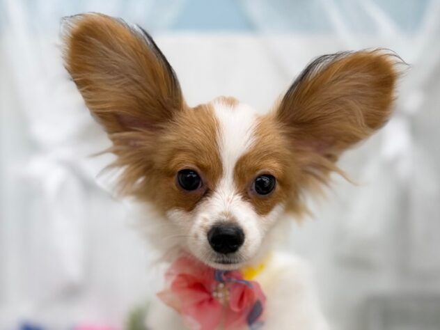 香川県のパピヨン (ワンキャラット アミーゴ高松店/2025年10月23日生まれ/男の子/ホワイトレッド)の子犬の1枚目の画像