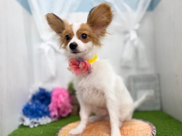 香川県のパピヨン (ワンキャラット アミーゴ高松店/2025年10月23日生まれ/男の子/ホワイトレッド)の子犬の3枚目の画像