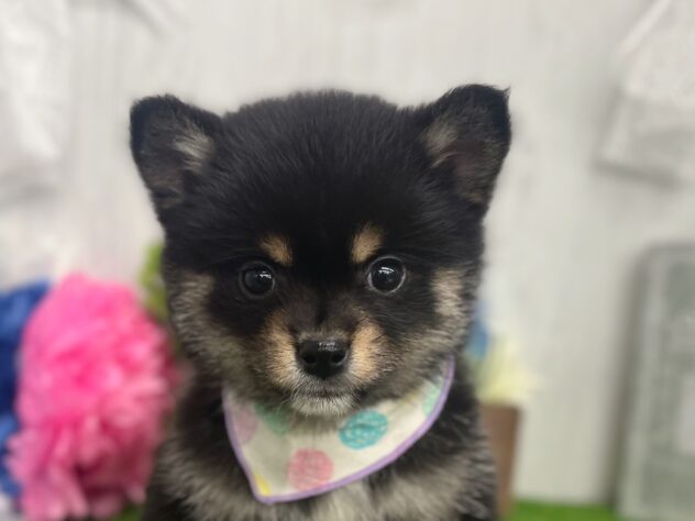 香川県のハーフ犬・ミックス犬 (ワンキャラット アミーゴ高松店/2026年2月5日生まれ/男の子/ブラックタン)の子犬の1枚目の画像