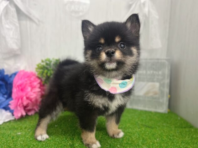 香川県のハーフ犬・ミックス犬 (ワンキャラット アミーゴ高松店/2026年2月5日生まれ/男の子/ブラックタン)の子犬の2枚目の画像