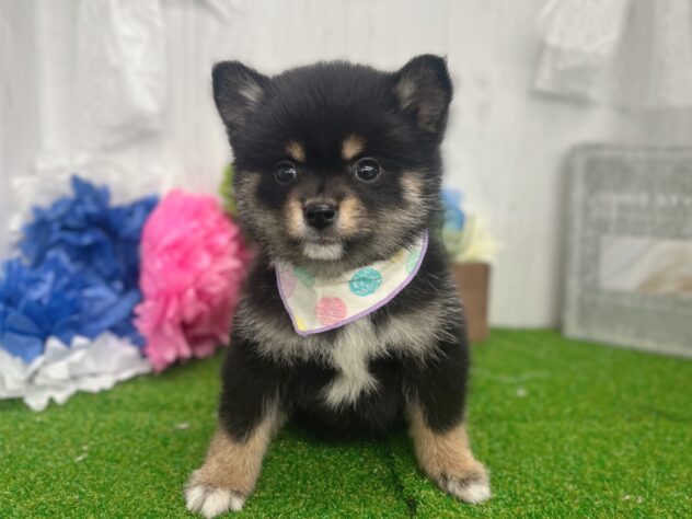 香川県のハーフ犬・ミックス犬 (ワンキャラット アミーゴ高松店/2026年2月5日生まれ/男の子/ブラックタン)の子犬の4枚目の画像