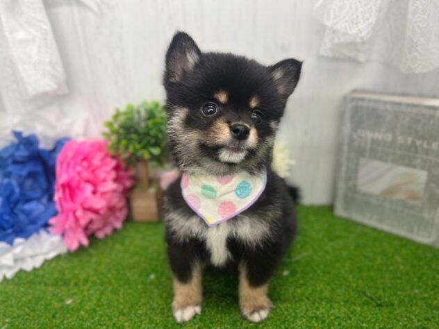 香川県のハーフ犬・ミックス犬 (ワンキャラット アミーゴ高松店/2026年2月5日生まれ/男の子/ブラックタン)の子犬の3枚目の画像