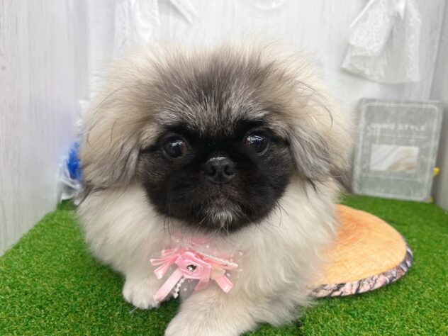 香川県のペキニーズ (ワンキャラット アミーゴ高松店/2025年10月23日生まれ/女の子/フォーン)の子犬の1枚目の画像