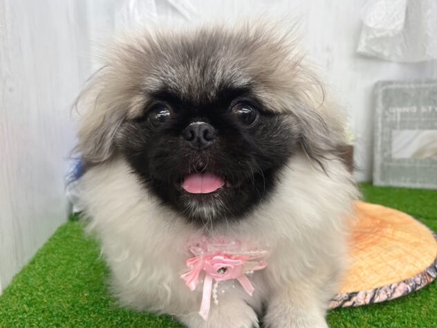 香川県のペキニーズ (ワンキャラット アミーゴ高松店/2025年10月23日生まれ/女の子/フォーン)の子犬の2枚目の画像