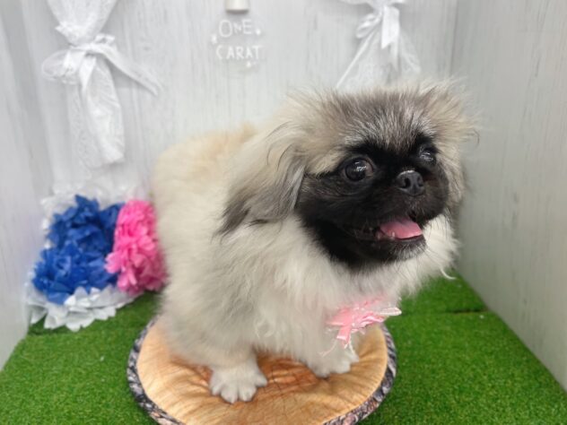 香川県のペキニーズ (ワンキャラット アミーゴ高松店/2025年10月23日生まれ/女の子/フォーン)の子犬の3枚目の画像