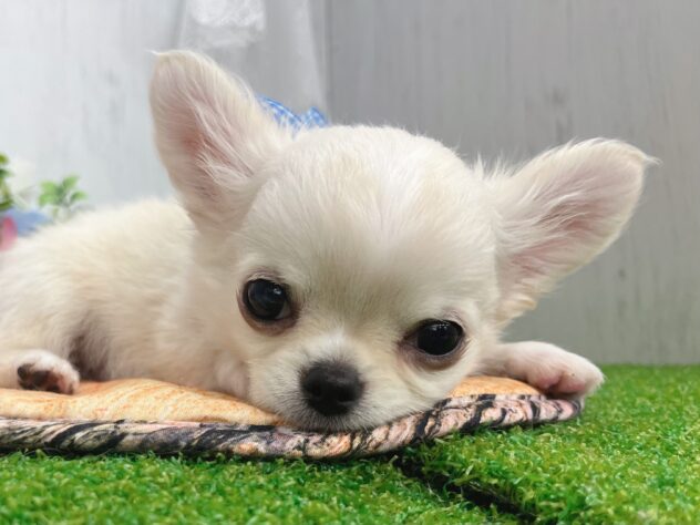 香川県のチワワ(ロング) (ワンキャラット アミーゴ高松店/2026年1月15日生まれ/男の子/クリーム)の子犬の1枚目の画像