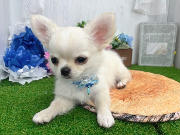 香川県のチワワ(ロング) (ワンキャラット アミーゴ高松店/2026年1月15日生まれ/男の子/クリーム)の子犬の2枚目の画像