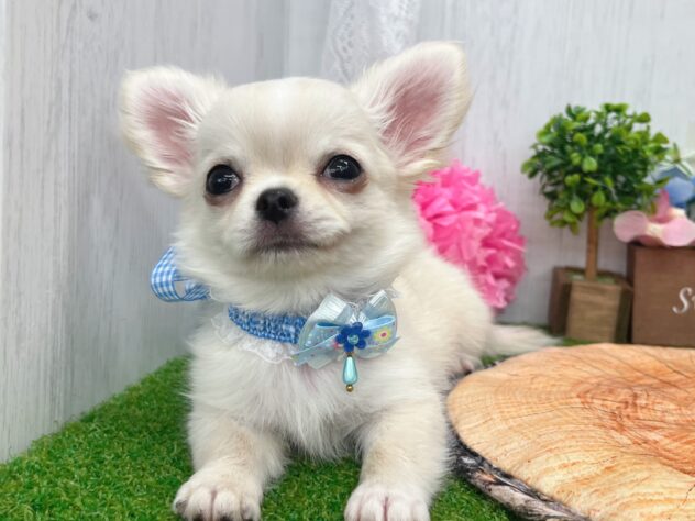 香川県のチワワ(ロング) (ワンキャラット アミーゴ高松店/2026年1月15日生まれ/男の子/クリーム)の子犬の3枚目の画像