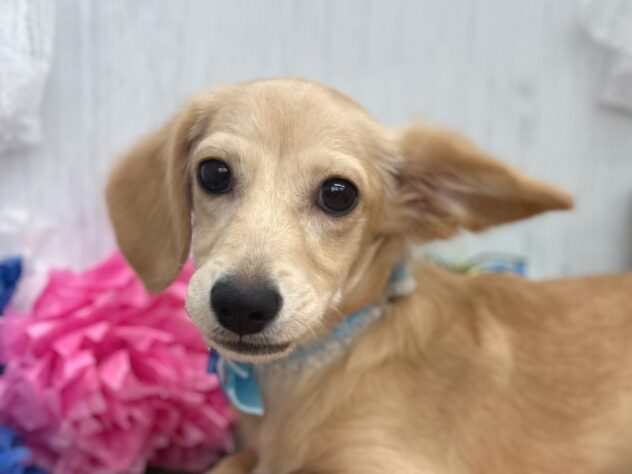 香川県のハーフ犬・ミックス犬 (ワンキャラット アミーゴ高松店/2025年10月27日生まれ/男の子/クリーム)の子犬の1枚目の画像