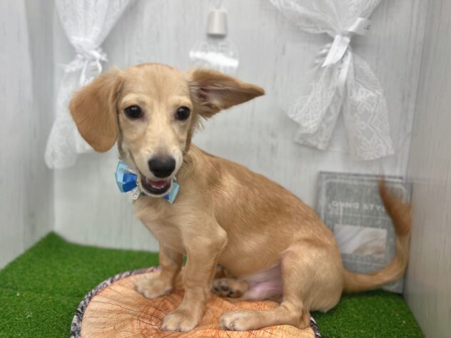 香川県のハーフ犬・ミックス犬 (ワンキャラット アミーゴ高松店/2025年10月27日生まれ/男の子/クリーム)の子犬の2枚目の画像