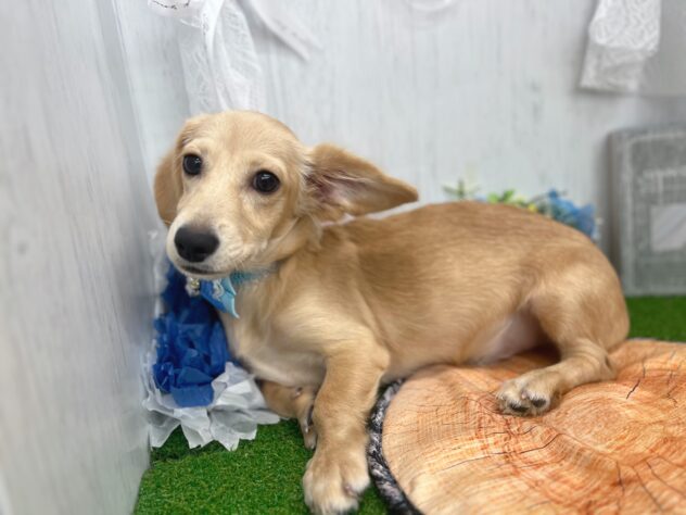 香川県のハーフ犬・ミックス犬 (ワンキャラット アミーゴ高松店/2025年10月27日生まれ/男の子/クリーム)の子犬の3枚目の画像