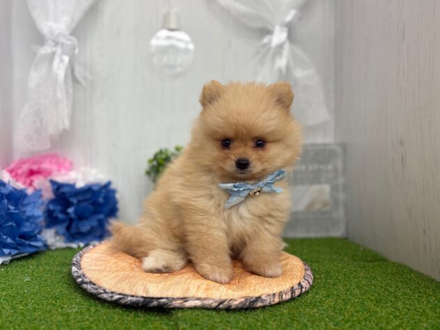 香川県のポメラニアン (ワンキャラット アミーゴ高松店/2026年2月14日生まれ/男の子/オレンジ)の子犬の2枚目の画像