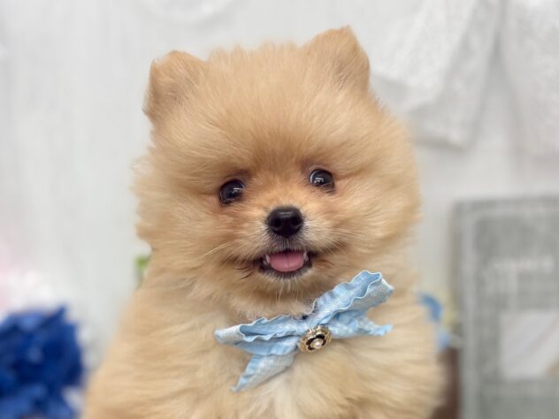 香川県のポメラニアン (ワンキャラット アミーゴ高松店/2026年2月14日生まれ/男の子/オレンジ)の子犬の1枚目の画像