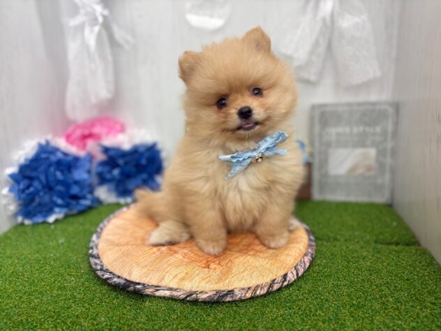 香川県のポメラニアン (ワンキャラット アミーゴ高松店/2026年2月14日生まれ/男の子/オレンジ)の子犬の3枚目の画像