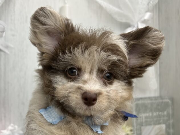 香川県のハーフ犬・ミックス犬 (ワンキャラット アミーゴ高松店/2026年1月13日生まれ/男の子/チョコレートマール)の子犬の1枚目の画像