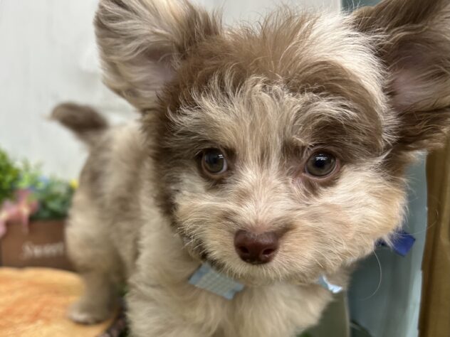 香川県のハーフ犬・ミックス犬 (ワンキャラット アミーゴ高松店/2026年1月13日生まれ/男の子/チョコレートマール)の子犬の2枚目の画像