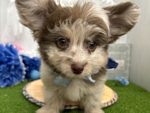 香川県のハーフ犬・ミックス犬 (ワンキャラット アミーゴ高松店/2026年1月13日生まれ/男の子/チョコレートマール)の子犬の3枚目の画像