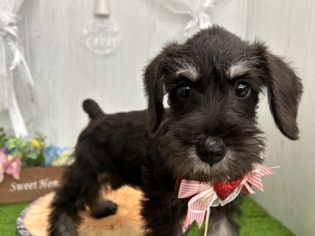 香川県のミニチュアシュナウザー (ワンキャラット アミーゴ高松店/2026年1月24日生まれ/女の子/ブラックシルバー)の子犬の2枚目の画像